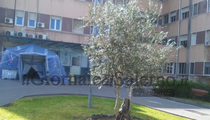 Pagani. Gli “Angeli” donano un ulivo all’Ospedale Andrea Tortora
