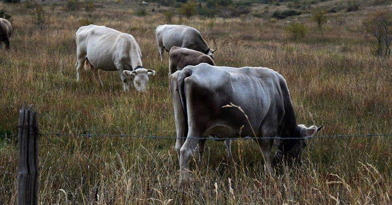 Nessuna profilassi, ad Ottati sequestrata una intera mandria