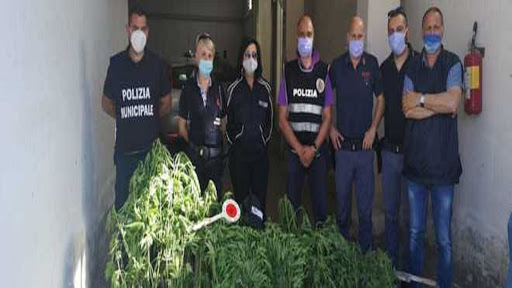A Persano scoperta piantagione di marijuana: caccia ai responsabili