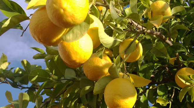 Calata del 40% negli ultimi trent’anni la produzione di limoni