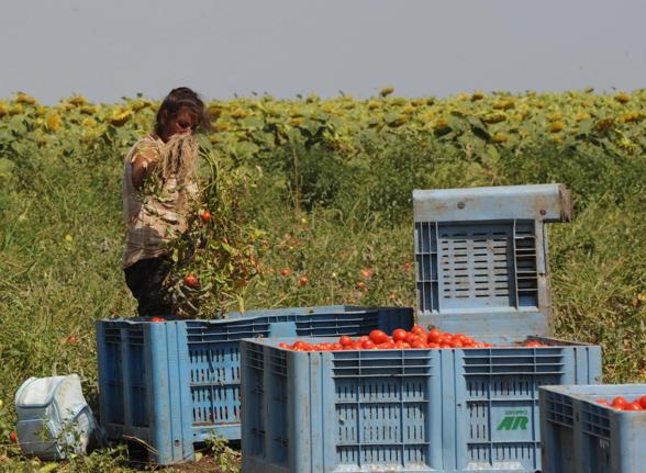 Regolarizzazione di braccianti, colf e badanti