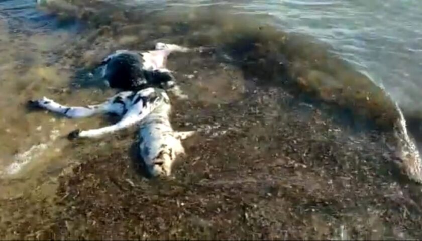 Carcassa di bufalino rinvenuta sulla spiaggia di Capaccio