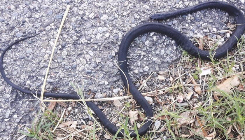 Vede un serpente, scappa in bici e cade: ragazzino di 9 anni si frattura il polso