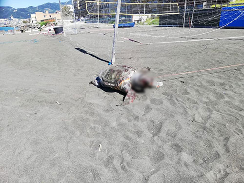 Tartaruga morta con ferite a gambe e testa ritrovata sulla spiaggia del Lungomare Colombo