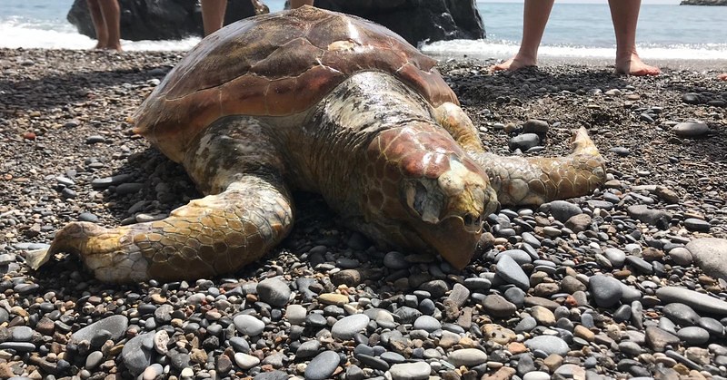 A Palinuro salvata tartaruga caretta caretta, portata a Napoli per le cure