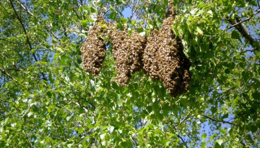 Choc a Colliano: segano un albero, rubano 20 chili di miele e uccidono migliaia di api