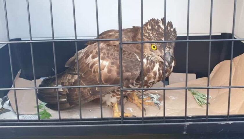 Falco pecchiaiolo salvato a San Pietro al Tanagro