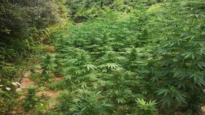Piantagione di droga in un’area boschiva del Comune, arrestati 4 fratelli di Giffoni Valle Piana