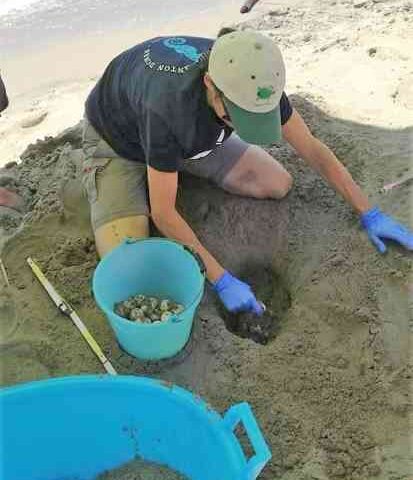 Salvate a Eboli 87 uova di tartaruga caretta caretta ma i volontari lamentano di essere soli