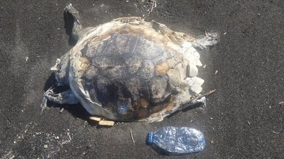 Tartaruga marina uccisa dalla plastica alla foce del fiume Sarno