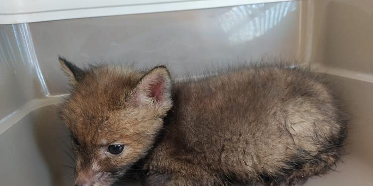 I volontari dell’Enpa di Salerno mettono in salvo due cuccioli di volpe