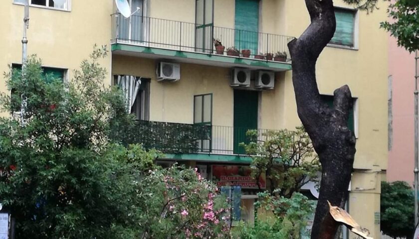 Il vento abbatte un albero a Torrione, tragedia sfiorata