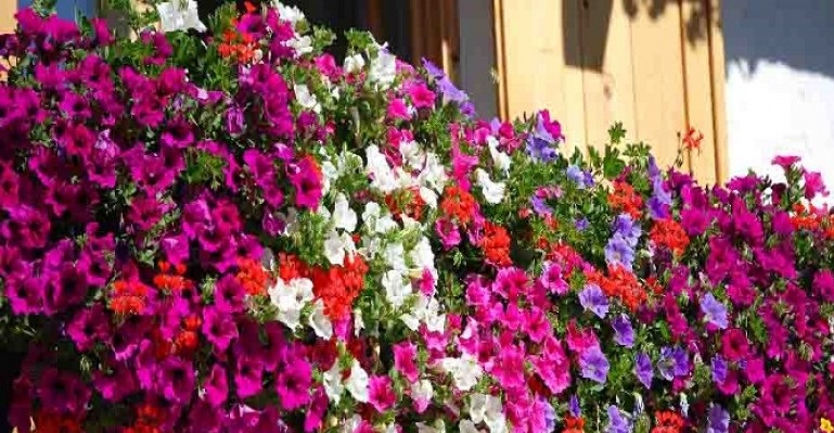 Produzione fiori in Campania, ombre per la crisi dovuta al covid dopo il grande exploit del 2019