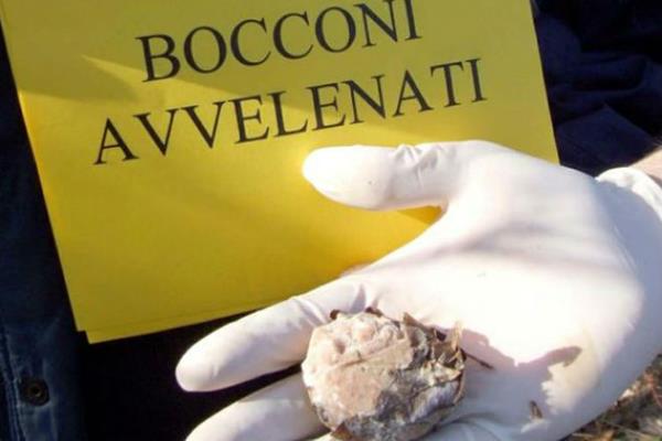 Bocconi avvelenati per cani a Futani e Laurito, ordinanza dei sindaci a difesa degli animali