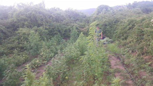 Piantagione di cannabis scoperta dai carabinieri in via Casa Porta a Salerno: sequestrate 157 piante