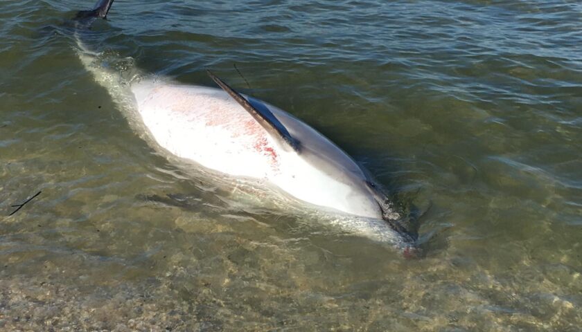 Delfino di un metro ritrovato morto nelle acque di Cetara