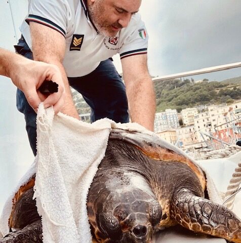 Tartaruga caretta caretta salvata dalla Guardia Costiera di Salerno