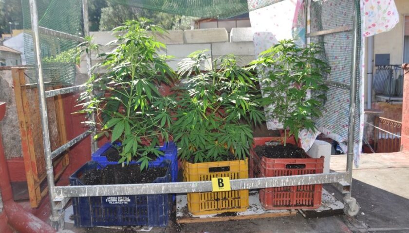 Piante di cannabis nel sottotetto, nei guai a Pregiato Vecchia un 39enne cavese