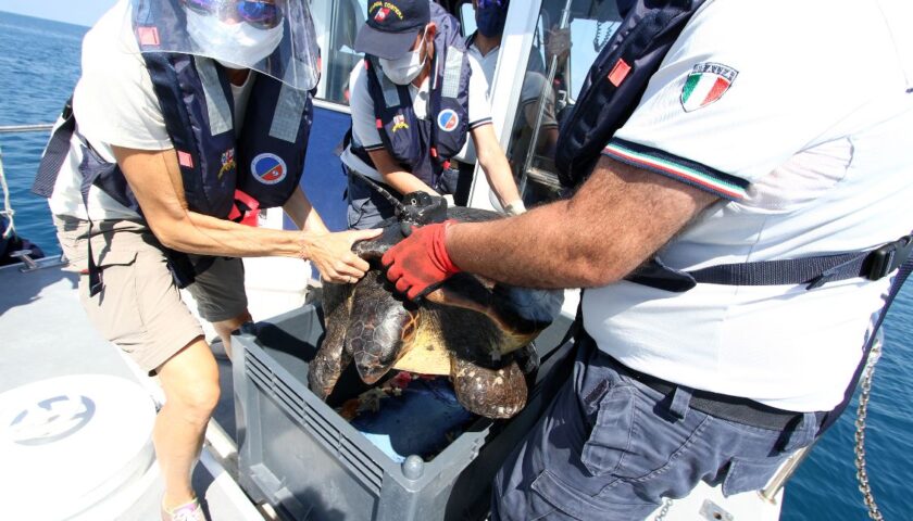 La Guardia Costiera rilascia in mare un esemplare di Caretta Caretta trovata a Pontecagnano