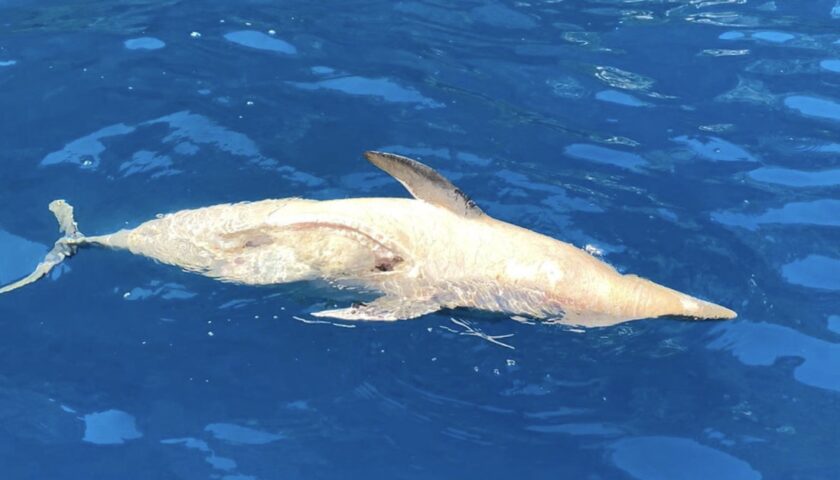 Positano – rinvenuto al largo della costa un delfino morto con una grossa ferita da taglio sul ventre