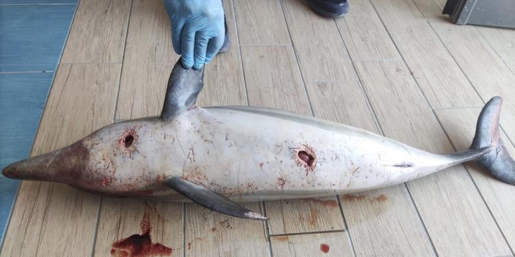 Tre delfini morti nelle acque della Costiera Amalfitana in pochi giorni
