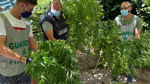 Coltivava droga e chiedeva il reddito di cittadinanza: pusher arrestato a San Mango. Sequestrate 30 piante di cannabis