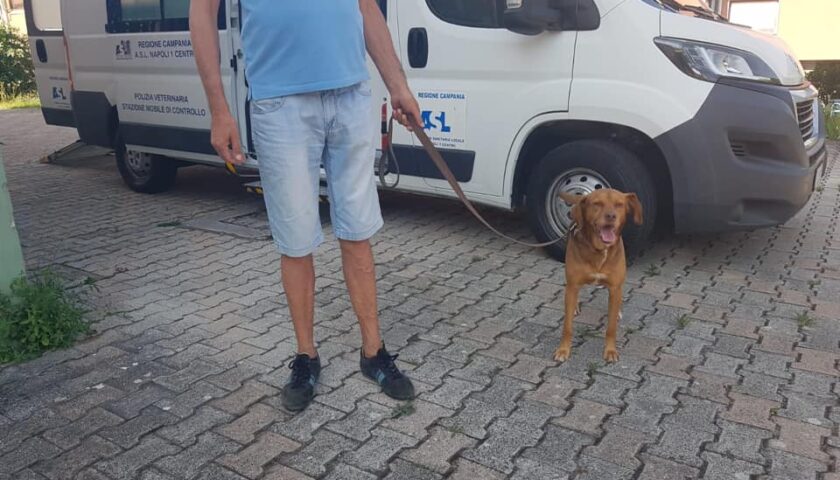 Pellezzano – sabato scorso si è tenuto il terzo ed ultimo appuntamento per la microchippatura dei cani