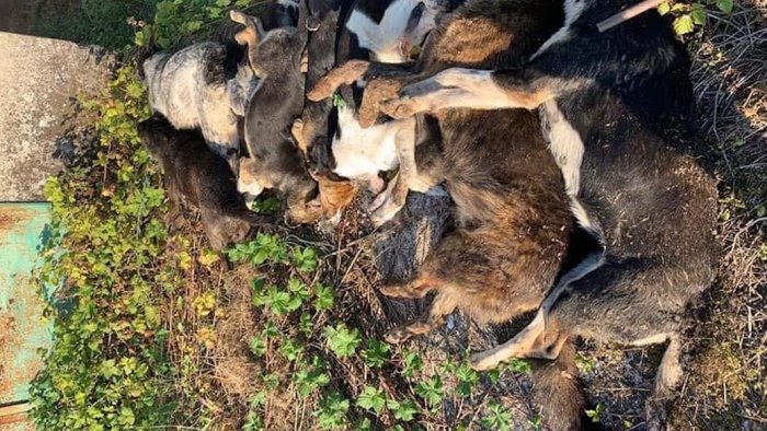 Strage di cani a Sassano, la denuncia dell’Oipa: “Una vergogna, 15 animali uccisi”