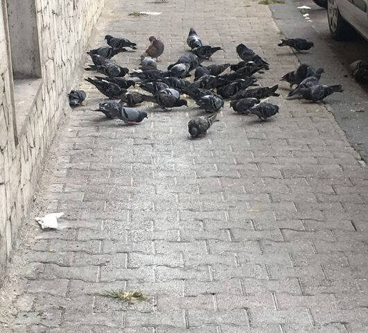 Salerno: degrado in via San Giovanni Bosco, strada invasa dai piccioni