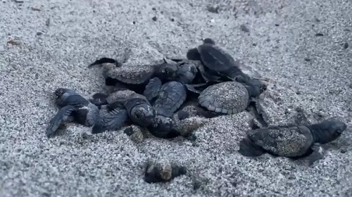 Spettacolo sulle spiagge del Cilento: nate 53 tartarughe Caretta Caretta