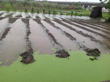 Emergenza maltempo nel Salernitano, Coldiretti: danni all’agricoltura