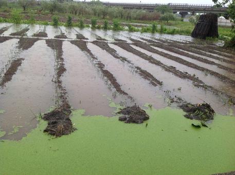 Maltempo, a Battipaglia danni all’agricoltura per un milione di euro