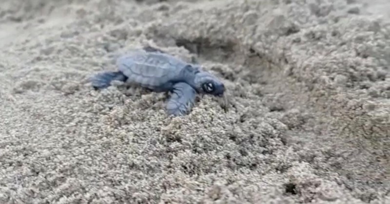 Tartaruga caretta/caretta: 58 nascite a San Mauro Cilento