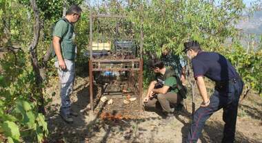 A Sarno gabbie per cinghiali nell’area protetta, caccia ai responsabili