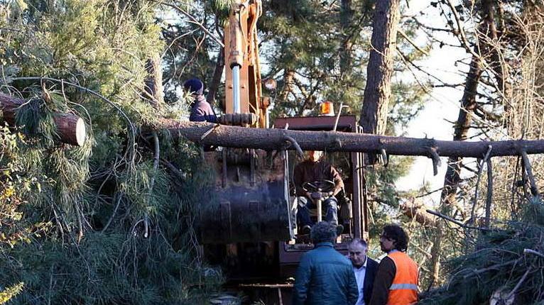 Bellizzi, albero sui fili dell’alta tensione: quartieri senza corrente