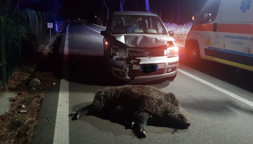 Paura a Teggiano, cinghiale sbuca all’improvviso in strada e si scontra con un’utilitaria