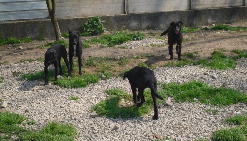 Cava de’ Tirreni, branco di randagi aggredisce anziano e gli uccidono il suo cane