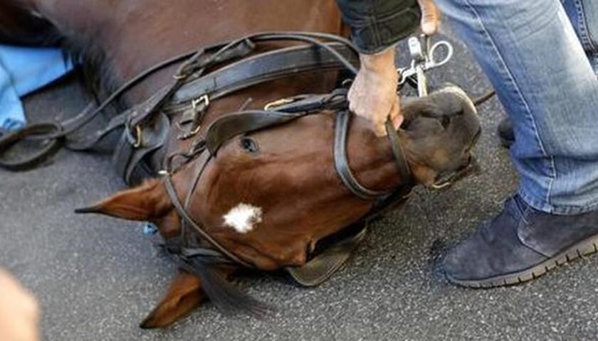 Automobilista investe cavallo a Mercato San Severino, l’animale si riprende e scatta la corsa al loro