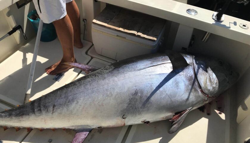 Pesca illegale del tonno rosso ad Agropoli: Legambiente chiede controlli