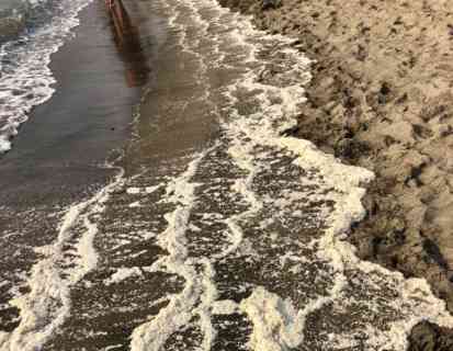 Semi di pomodoro invadono la spiaggia di Torre Angellara