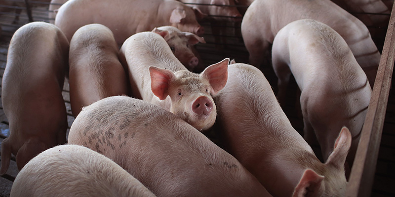 Teggiano, il Consiglio di Stato salva 120 maiali dall’abbattimento