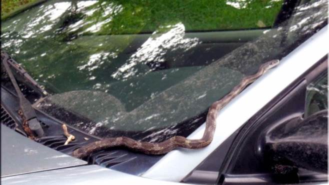 Paura a Maiori, da un’auto sbuca una vipera