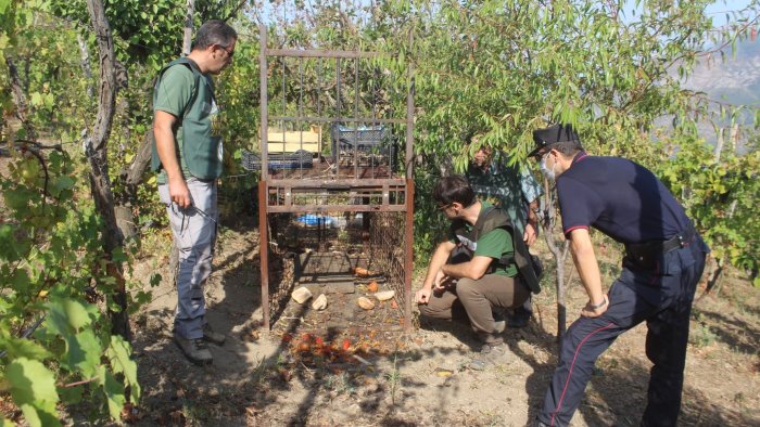 Gabbia trappola sotto sequestro a Sarno