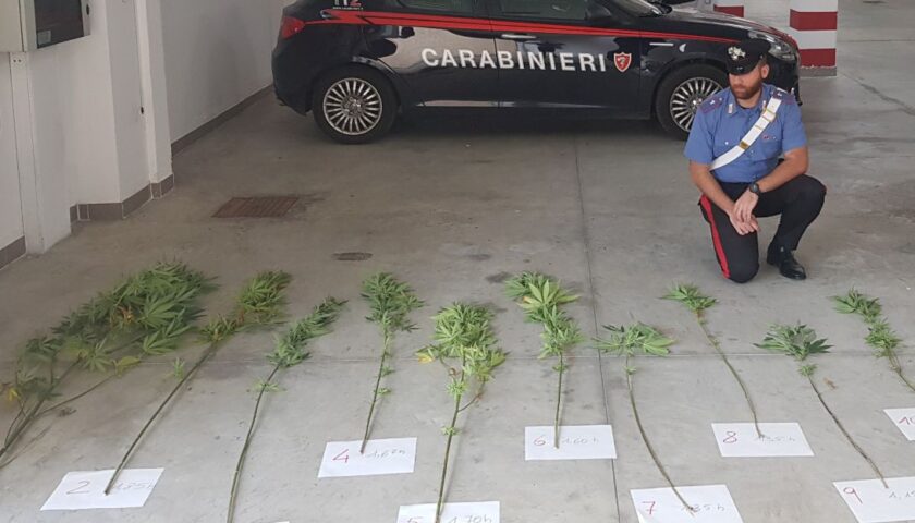 Scoperta piantagione di marijuana a Caselle in Pittari: arrestato 59enne