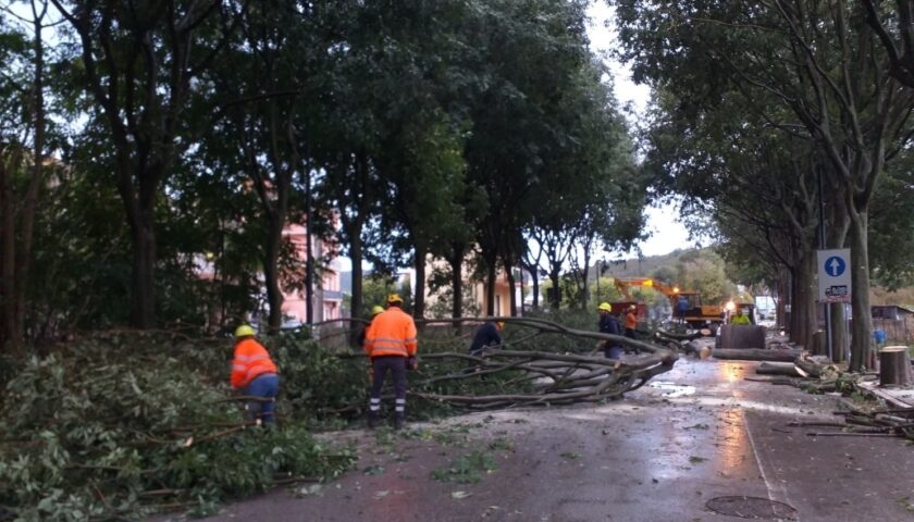 Baronissi – da oggi lavori in via Verdi, ieri invece abbattuti 64 alberi a via Verdi