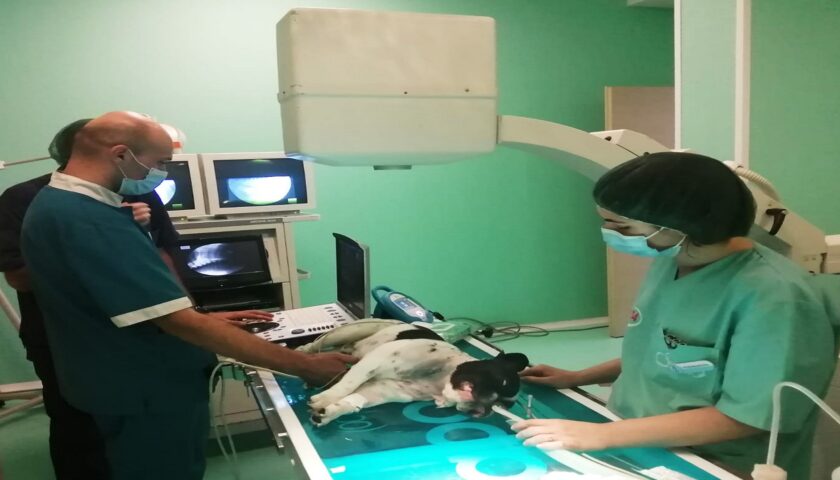 A Salerno eseguiti due delicati interventi di valvuloplastica polmonare su due cani