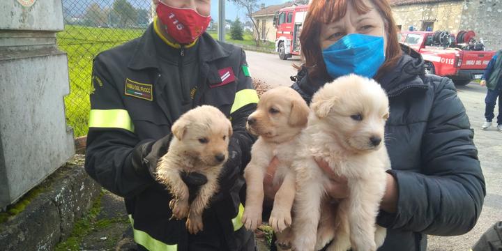 Teggiano, vigili del fuoco salvano cuccioli di cane finiti in una tubatura di un tombino