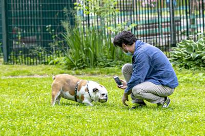 Coronavirus, cani e gatti non lo trasmettono ma padroni possono contagiarli