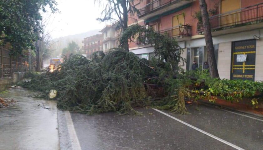 Il maltempo abbatte un albero tra Salerno e Pellezzano