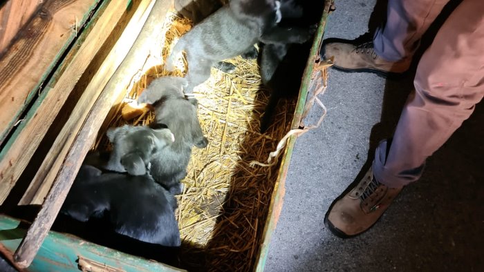 Sette cuccioli di cane rinvenuti in un baule a Colliano